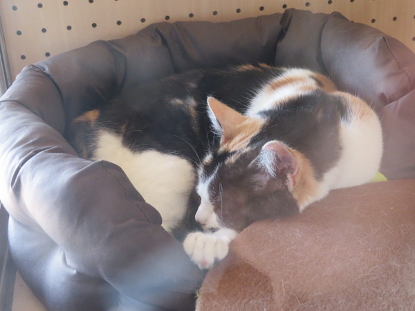 �ɑ��F�]�w