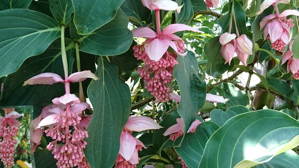 Ƃ~[WAi΂ƉԂƒ̔فj