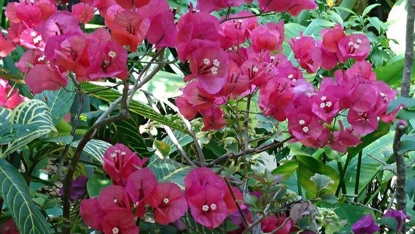 Ƃ~[WAi΂ƉԂƒ̔فj