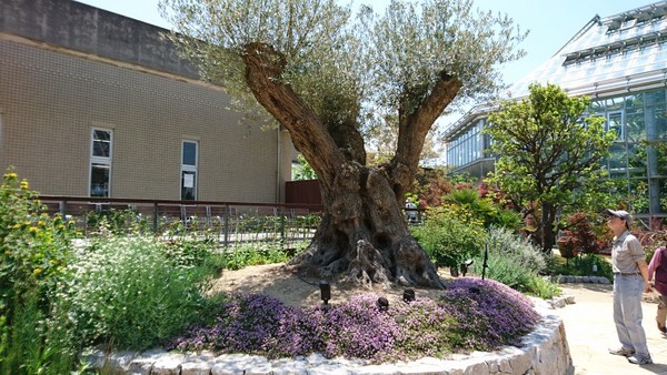 Ƃ~[WAi΂ƉԂƒ̔فj