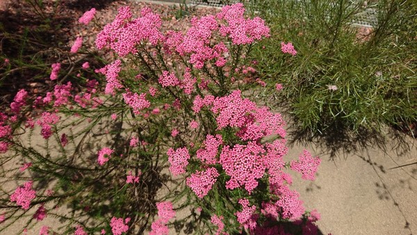 Ƃ~[WAi΂ƉԂƒ̔فj