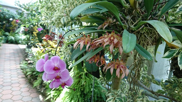 Ƃ~[WAi΂ƉԂƒ̔فj