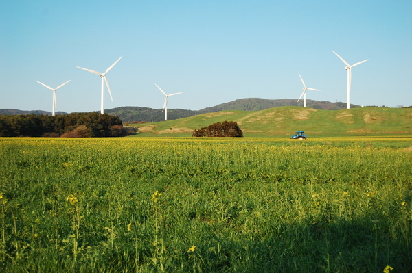 ���l���@�؂̉Ԕ�