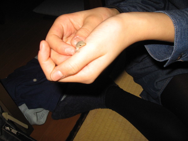 �V�R���򂳂����̉��l�̓� ���C���`�z�e�����