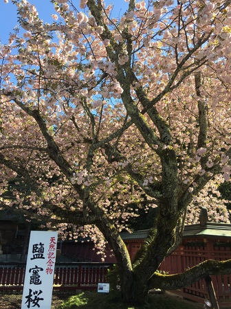 鹽竈神社の鹽竈桜の写真一覧 じゃらんnet