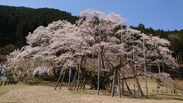 淡墨公園 （根尾谷淡墨桜）の写真一覧 - じゃらんnet