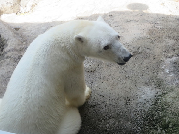 ���R������