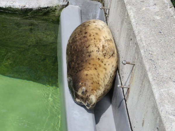 ���R������