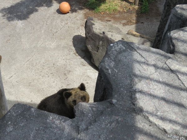 ���R������