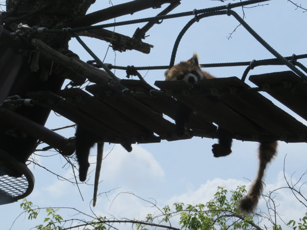 ���R������