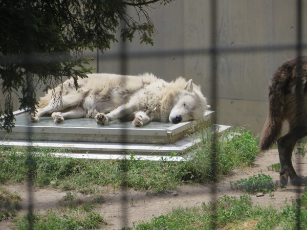 ���R������