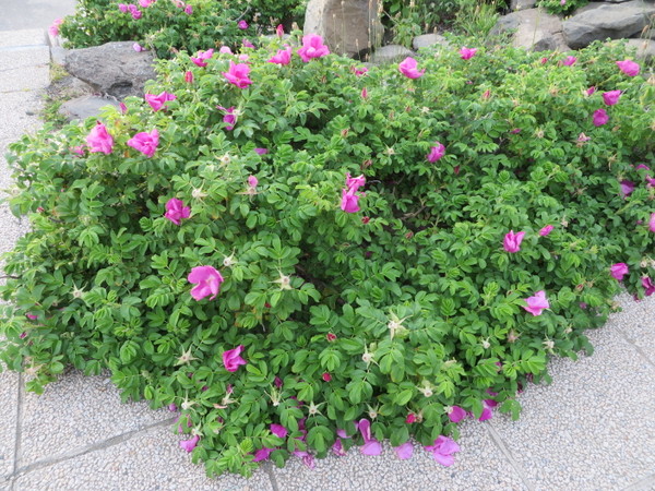 �������C�l����