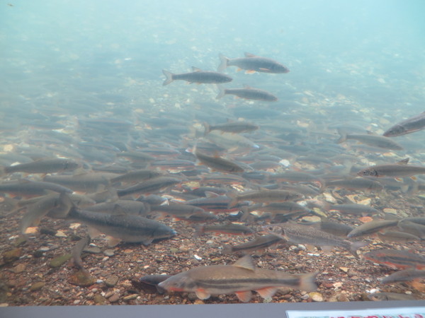 �T�P�̂ӂ邳�Ɛ�ΐ�����