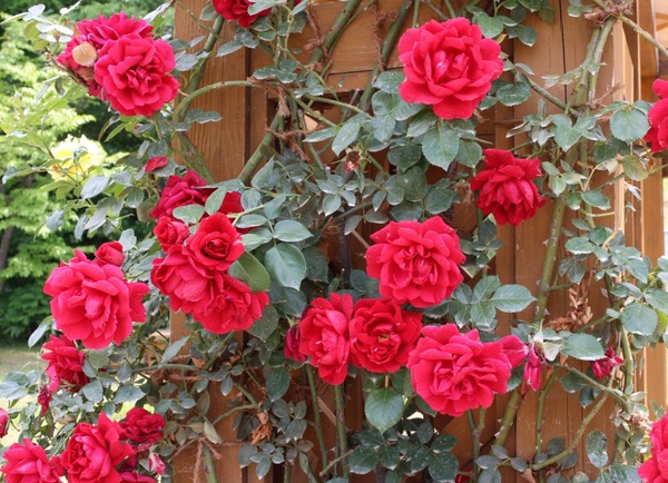 ���[�Y�K�[�f�������Ղׂ�