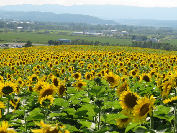 �Ȃ��Ђ܂�蔨