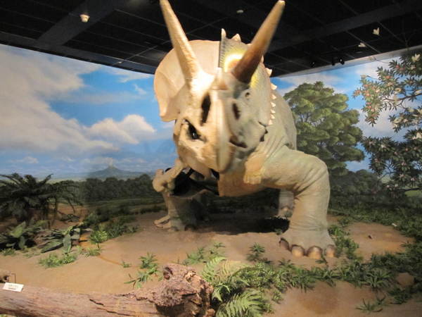 �V���������R�Ȋw��