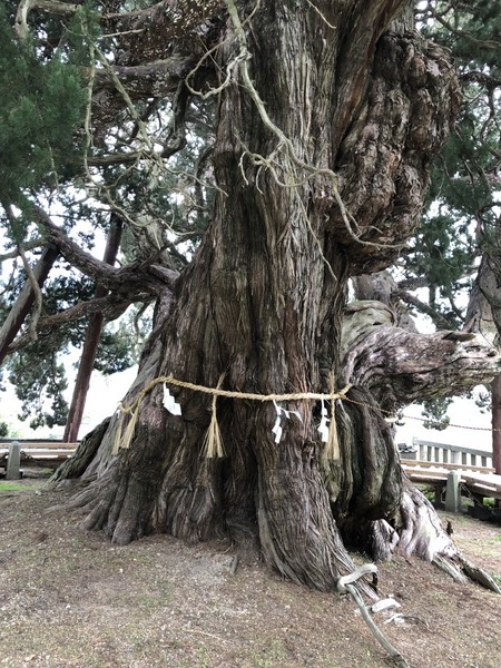 宝生院のシンパクの写真一覧 じゃらんnet