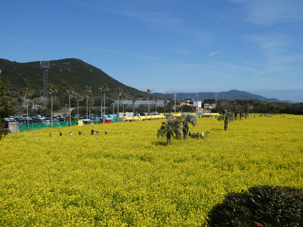 �ɗǌ΍؂̉ԃK�[�f��