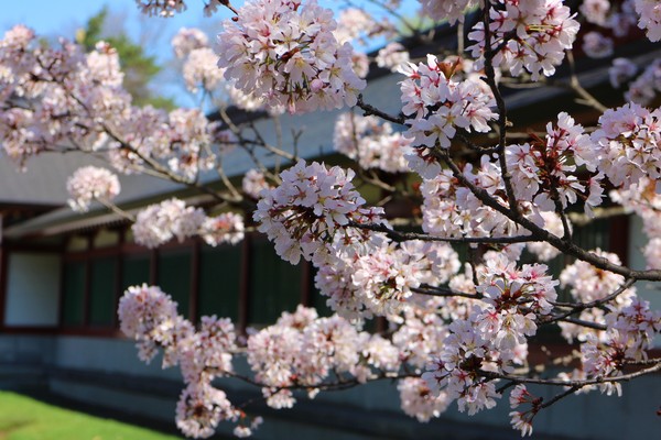 �k�C���썑�_��