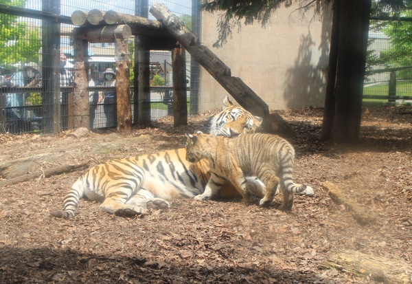 ���R������