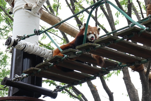 ���R������