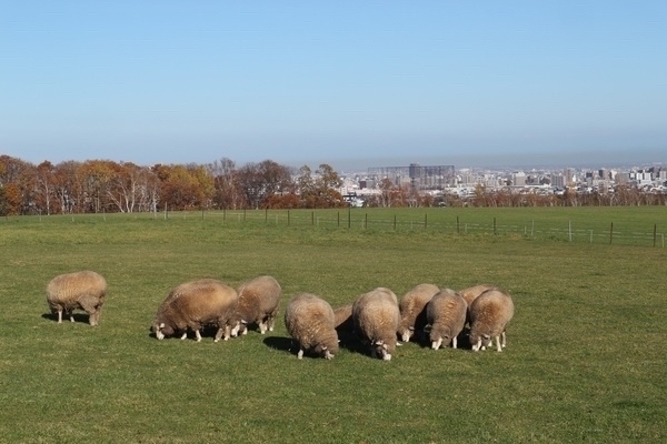 �����ۂ�r���u�W�]��