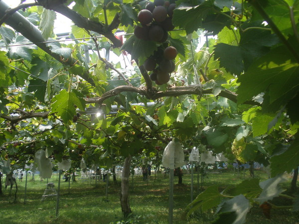 �M�����ʎ���