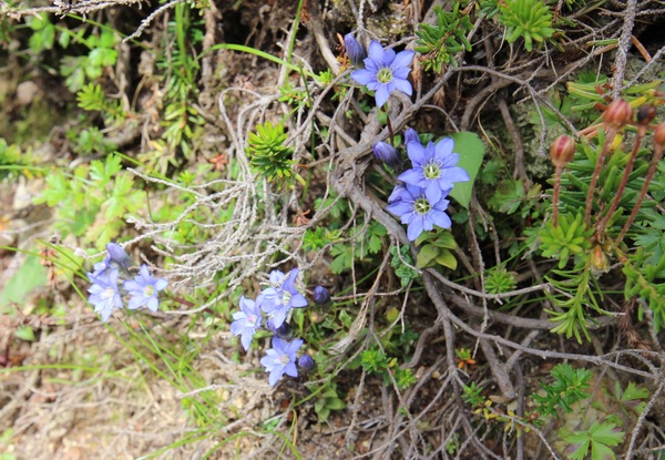 ���R�̍��R�A���Q��