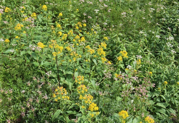 ���R�̍��R�A���Q��