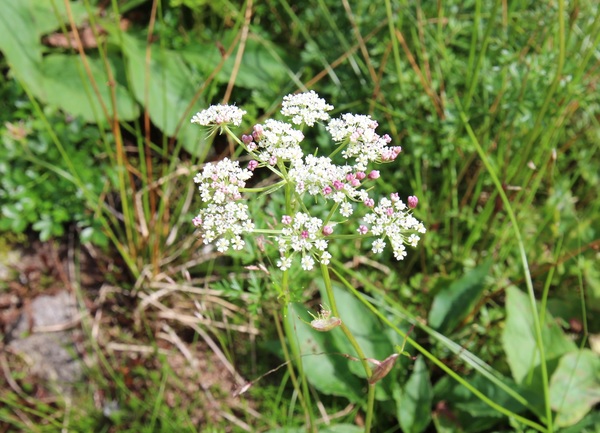 ���R�̍��R�A���Q��