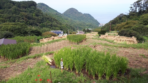 �Ε��̒I�c �W�]��