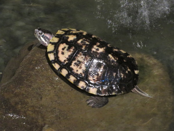 ���S�̏h�@�a�y��