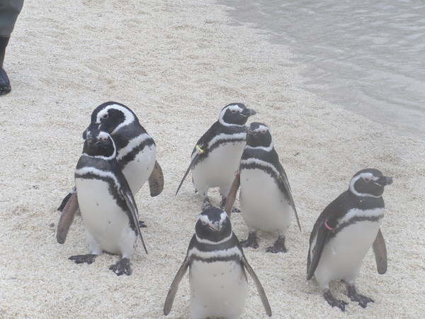 大分マリーンパレス水族館 うみたまご の写真一覧 5ページ目 じゃらんnet