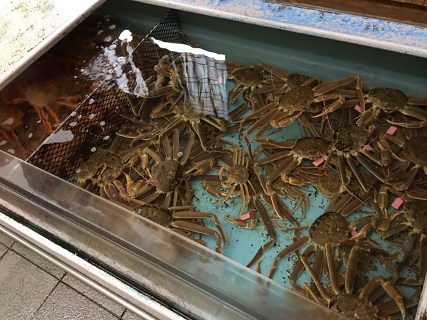 ���{�[�z�S�I�̉���h�@�O���\��