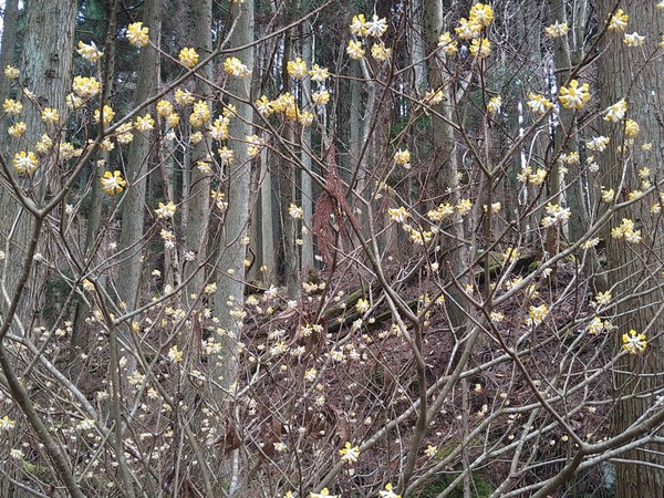 ��q�̗� �~�c�}�^�̐X