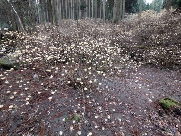 ��q�̗� �~�c�}�^�̐X