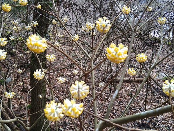 ��q�̗� �~�c�}�^�̐X