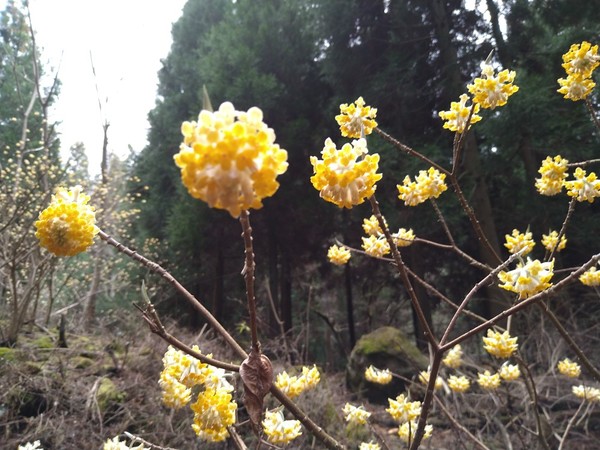 ��q�̗� �~�c�}�^�̐X