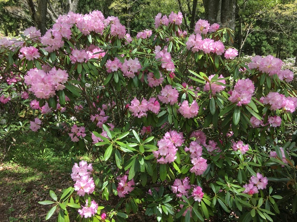 ��Í]�V���N�i�Q��