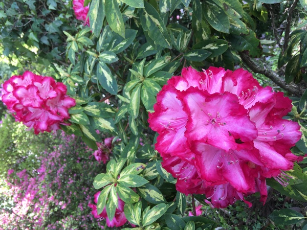 ��Í]�V���N�i�Q��