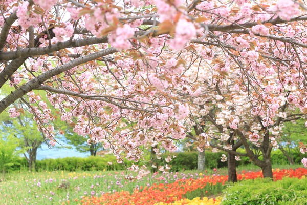 ���c�A���v�X���Â݂̌����@�x���E�䍂�n��