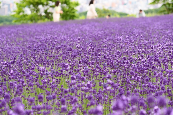 �y�����W�]���ԏ�