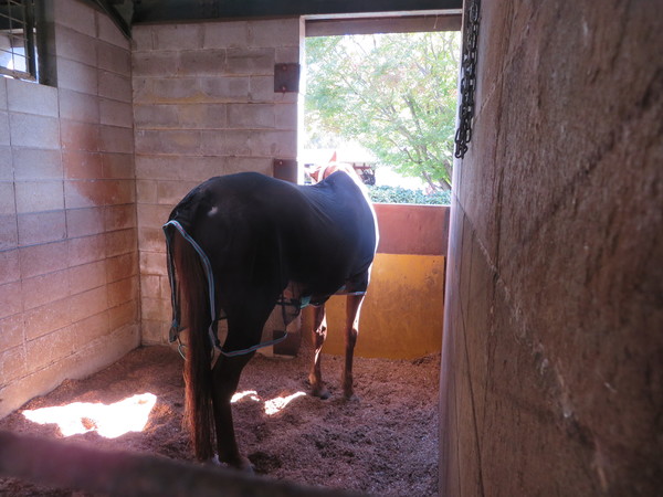 乗馬クラブクレイン 湯布院の写真一覧 2ページ目 じゃらんnet