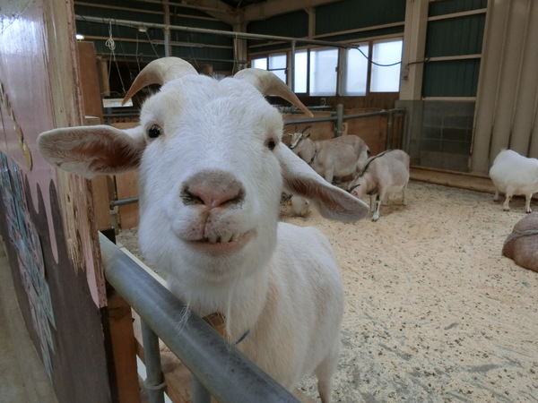 �����E�A�j�}���p�[�N