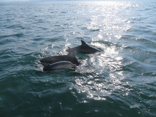 �C���J�E�H�b�`���O ���V�Êό��D