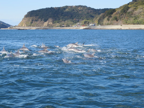 �C���J�E�H�b�`���O ���V�Êό��D