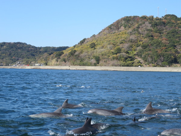 �C���J�E�H�b�`���O ���V�Êό��D