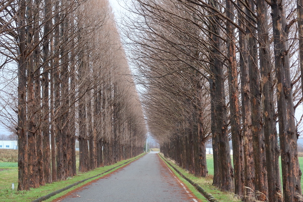 �͖k������n�̃��^�Z�R�C�A����