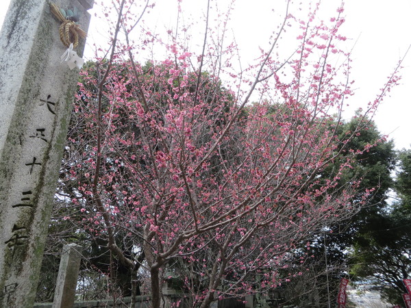 ���V���{