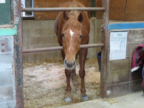 ��n�N���u �N���C�����X��